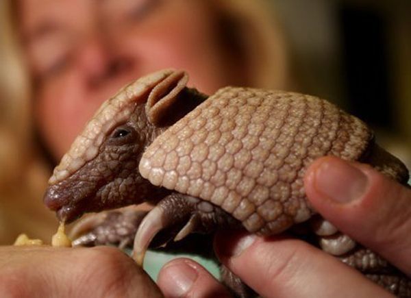 baby armadillo