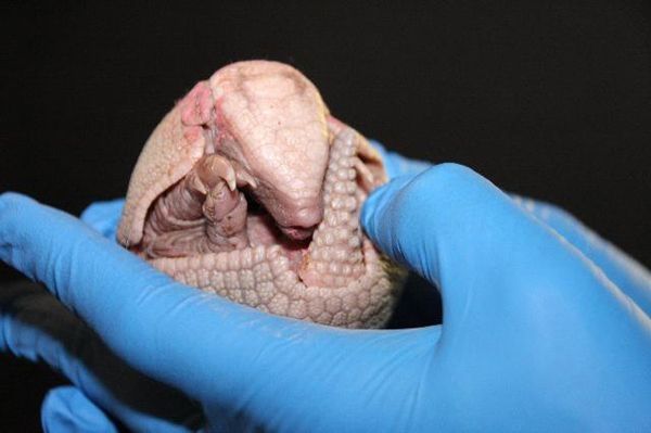 baby armadillo