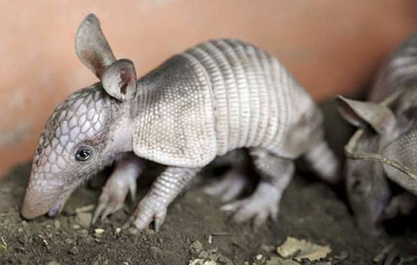 baby armadillo