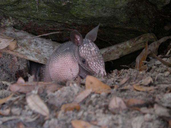 baby armadillo