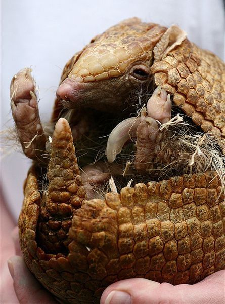 baby armadillo