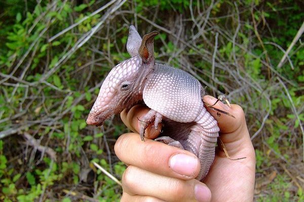 baby armadillo