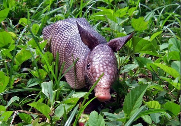 baby armadillo