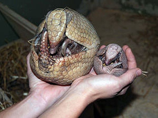 baby armadillo