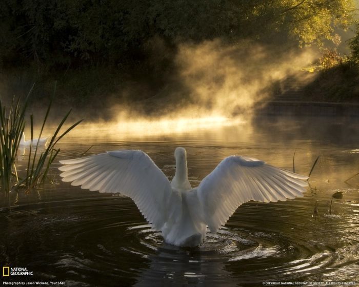 swan bird