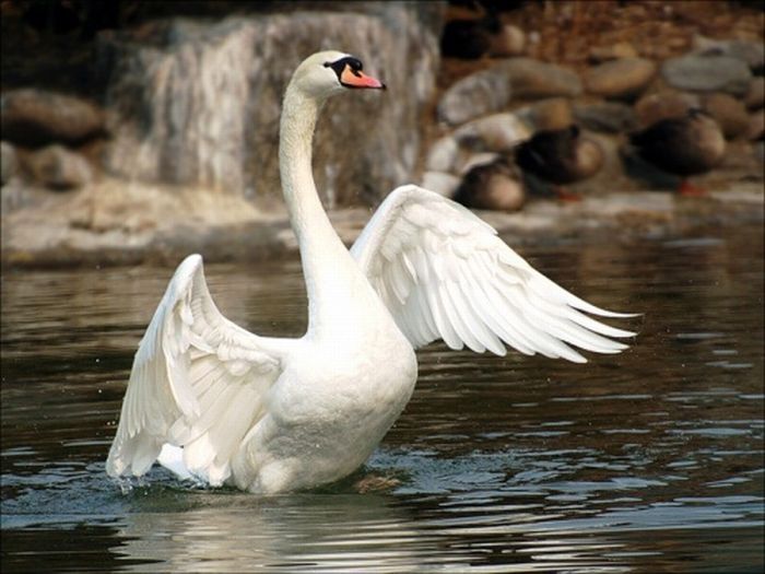 swan bird