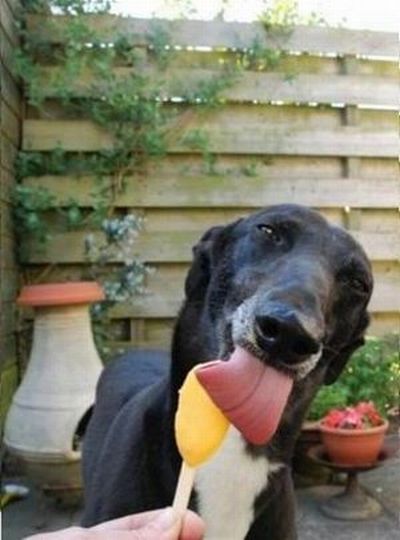 dog eating ice cream