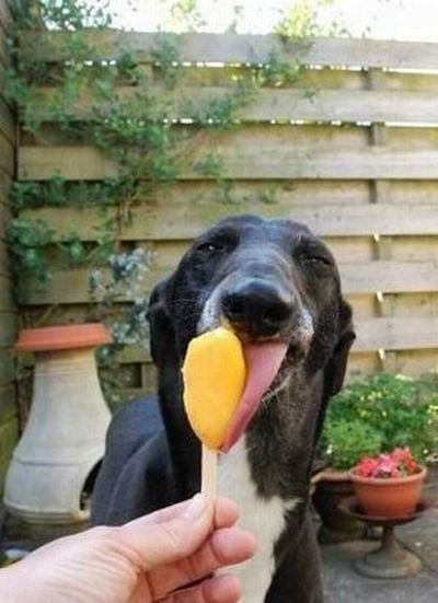 dog eating ice cream