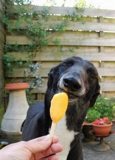 dog eating ice cream