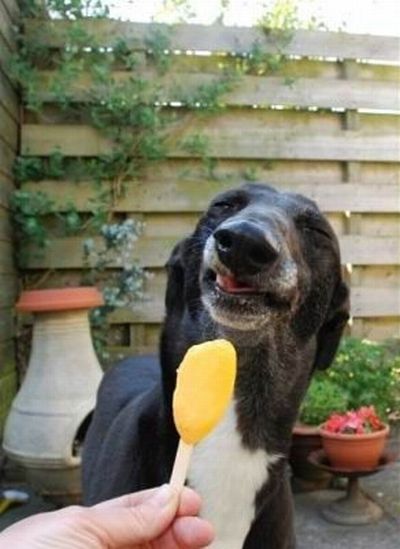 dog eating ice cream