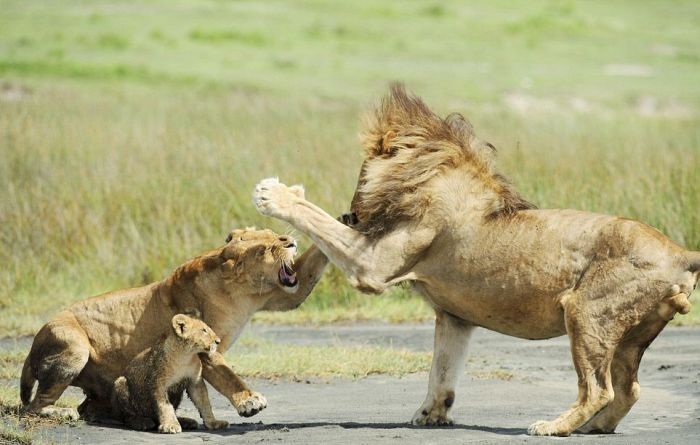 lion family