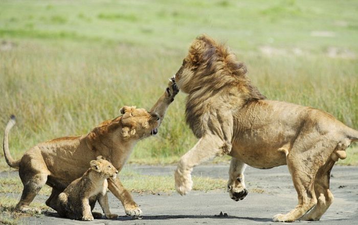 lion family