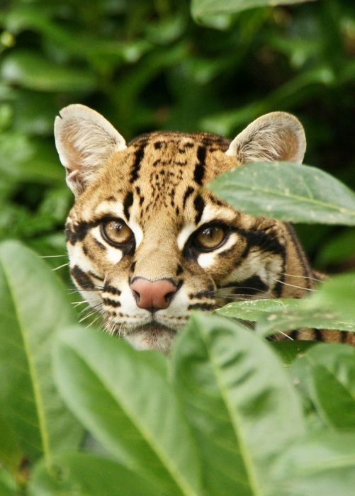 ocelot
