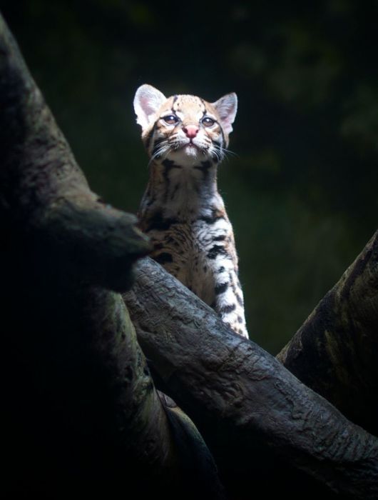 ocelot