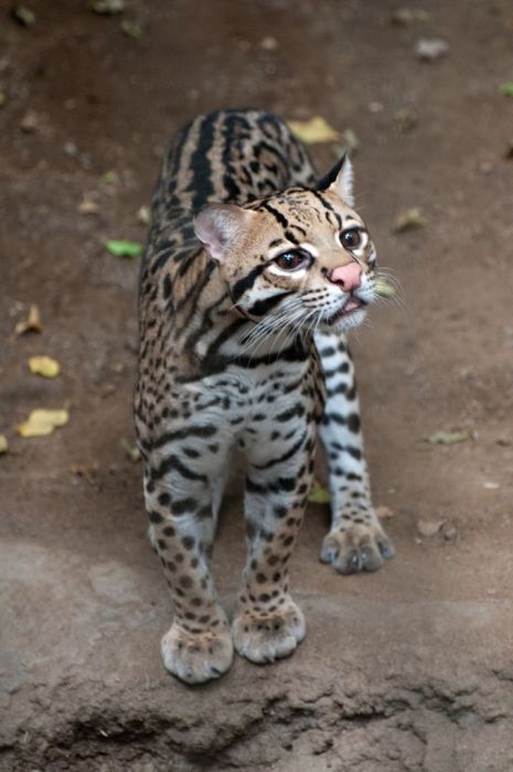 ocelot