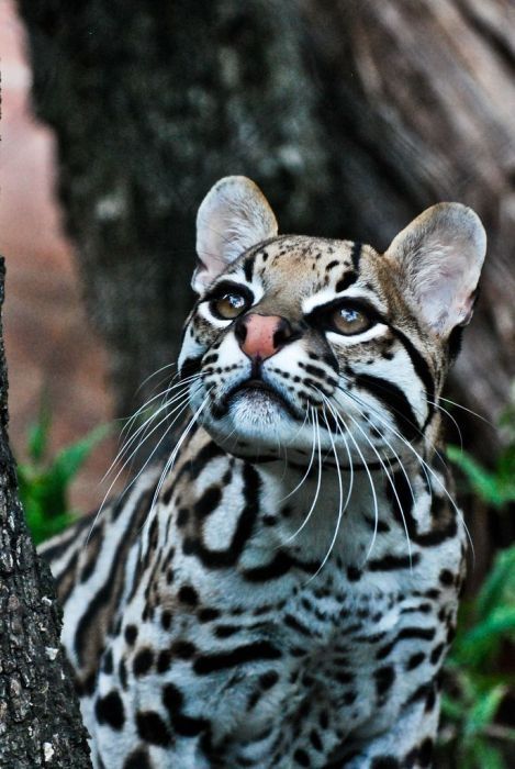 ocelot