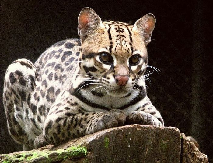 ocelot