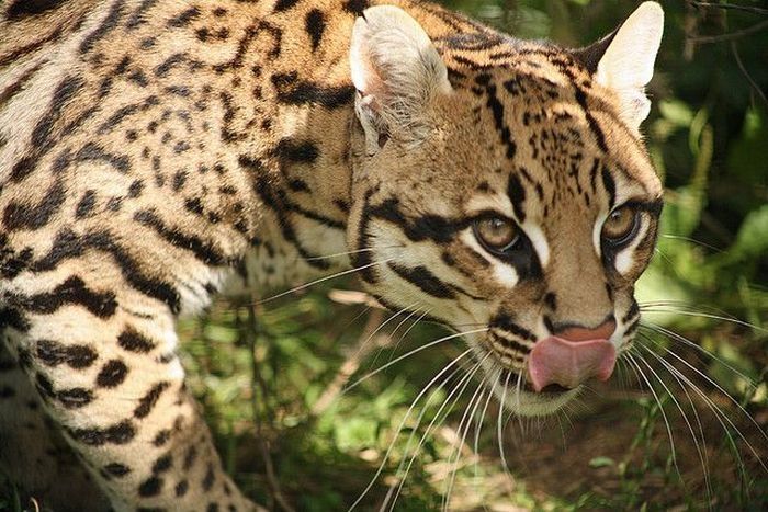 ocelot