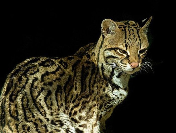 ocelot