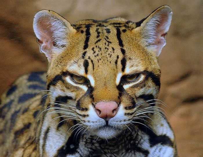 ocelot