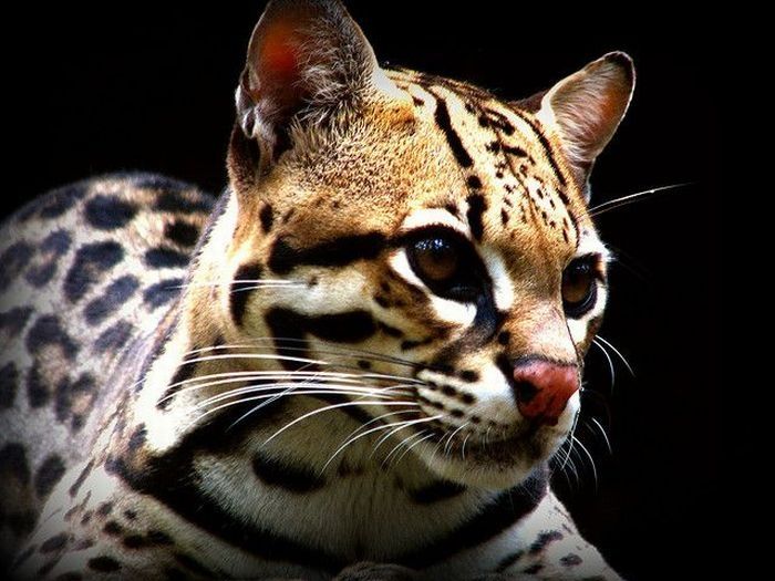 ocelot