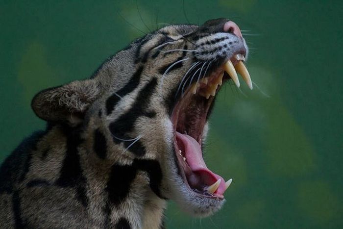 ocelot