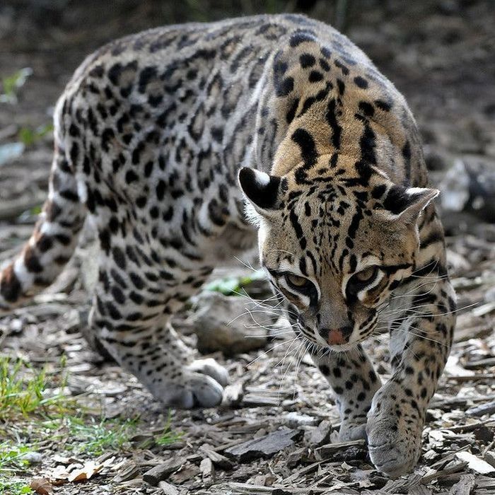 ocelot