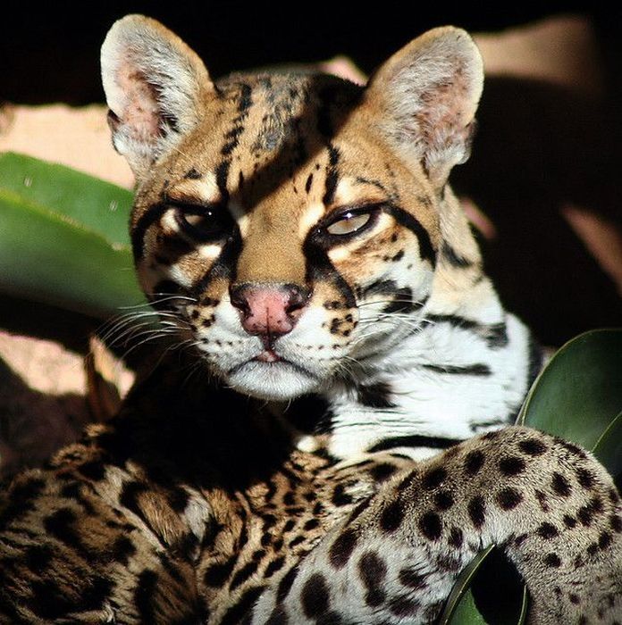 ocelot