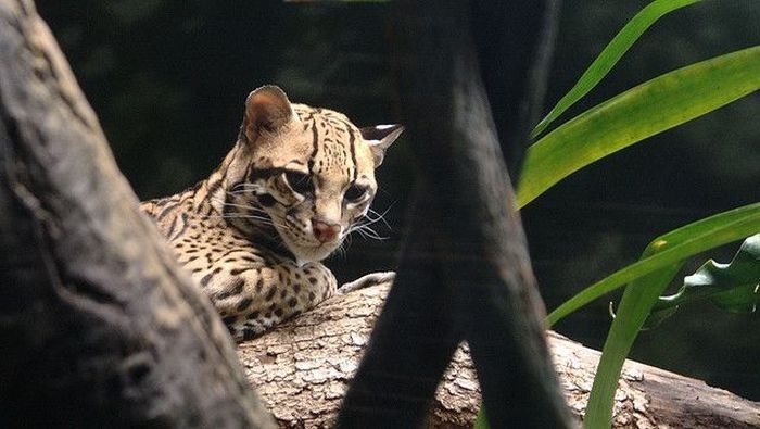 ocelot