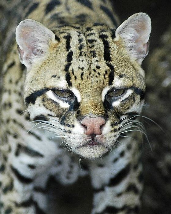 ocelot