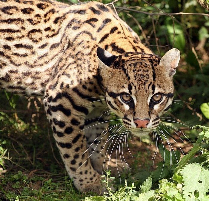 ocelot