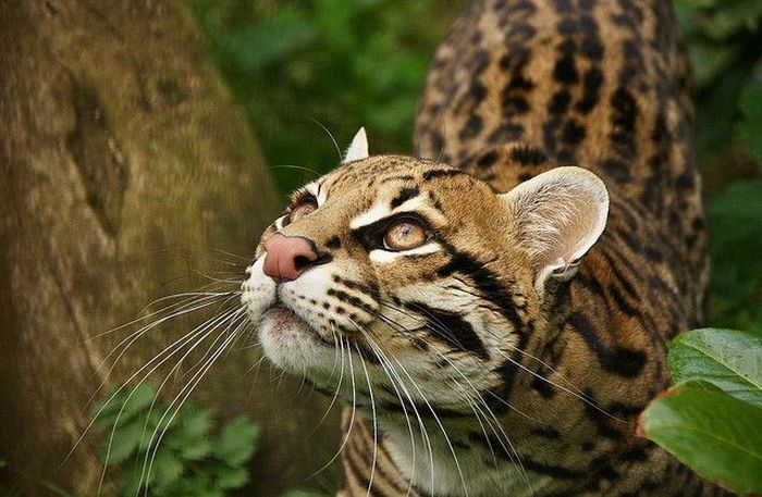 ocelot