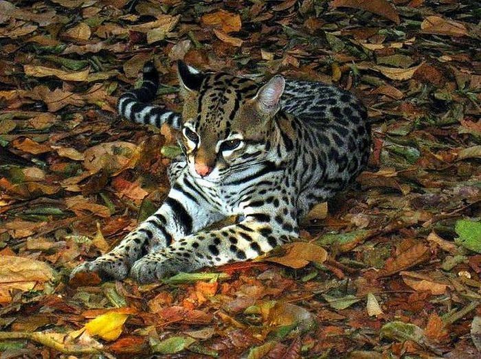 ocelot