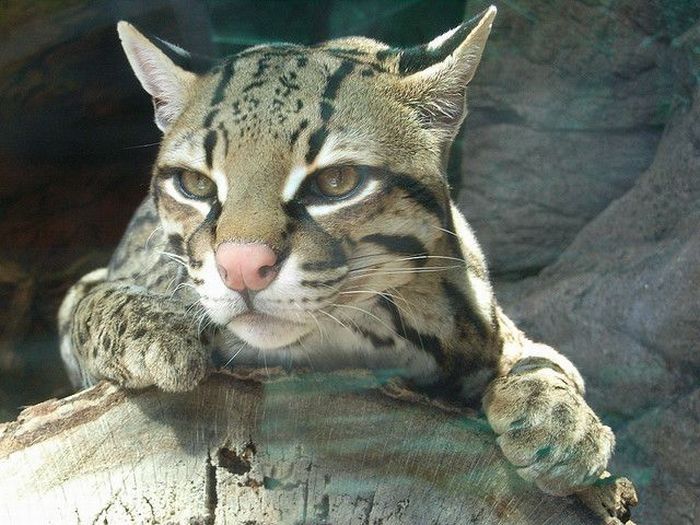 ocelot