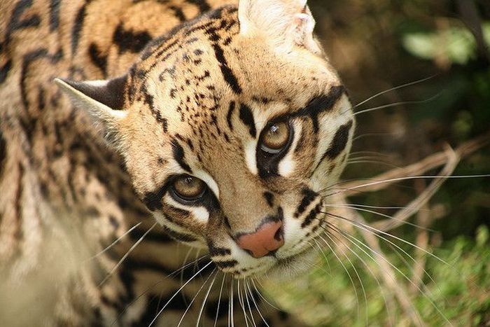 ocelot