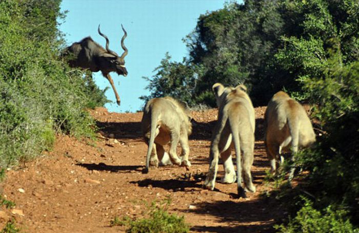 antelope escaped from hungry lions