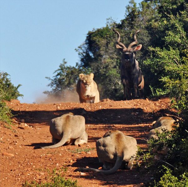 antelope escaped from hungry lions
