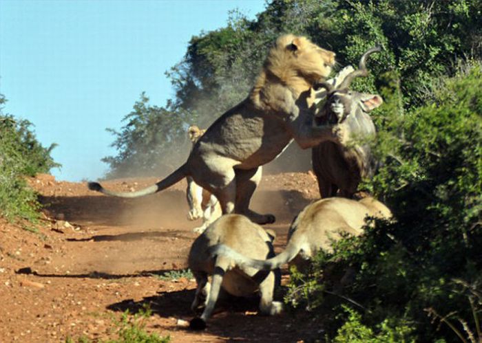 antelope escaped from hungry lions