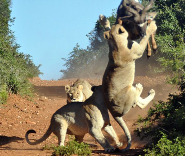 antelope escaped from hungry lions