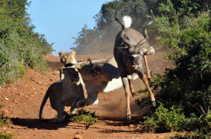 antelope escaped from hungry lions