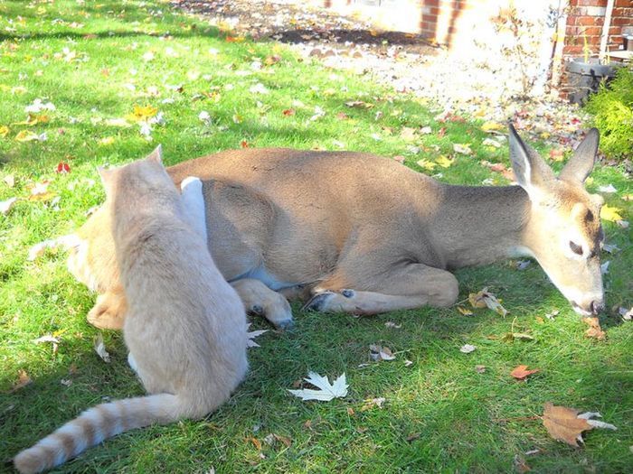 cat and a little deer