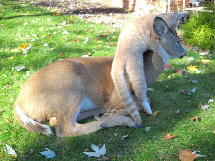 cat and a little deer