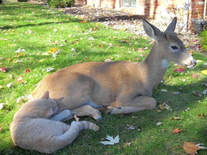 cat and a little deer