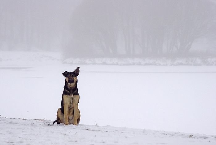 dog