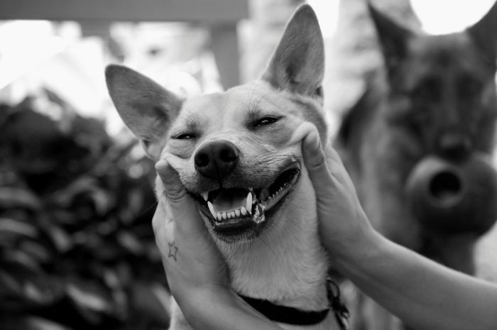 dog