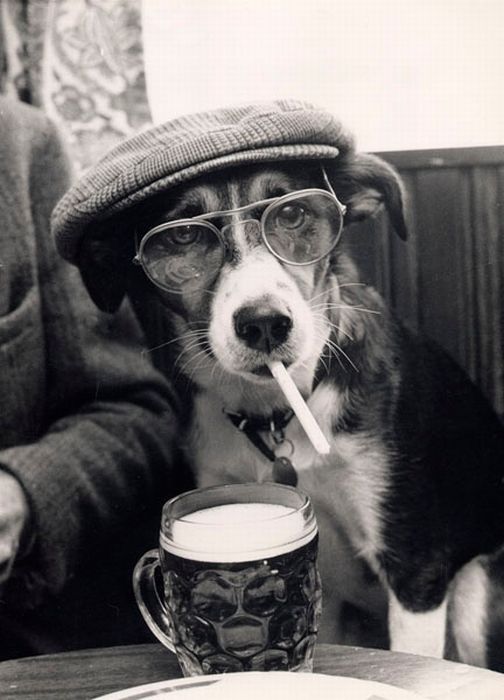 dog