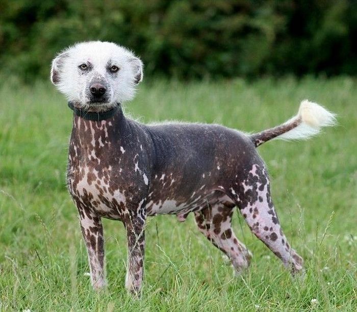dog