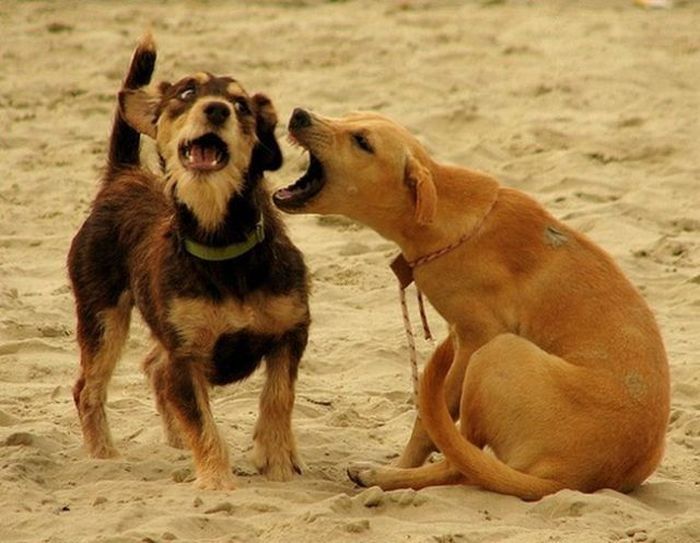 dog