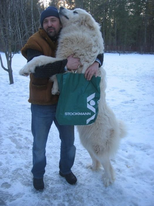 dog