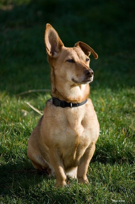 dog